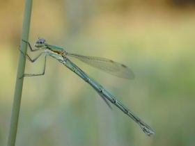 lestes_sponsa2_280.jpg