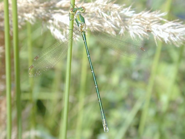 lestes_sponsa3.jpg