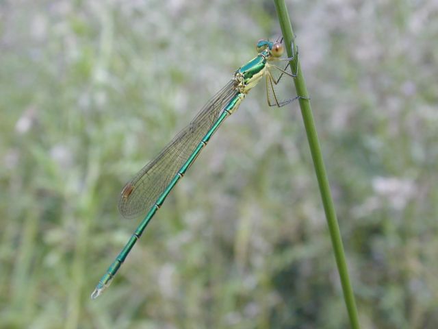 lestes_sponsa4.jpg