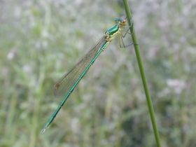 Gemeine Binsenjungfer (Lestes sponsa), eine Kleinlibelle (Zygoptera)