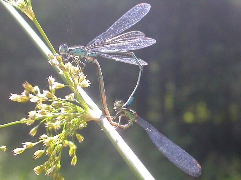 libellen_paarflug_1024.jpg