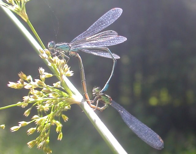 libellen_paarflug_640.jpg