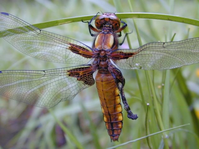 libellula_depressa1.jpg
