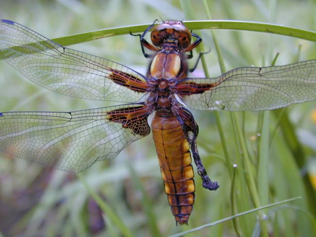 libellula_depressa1.jpg