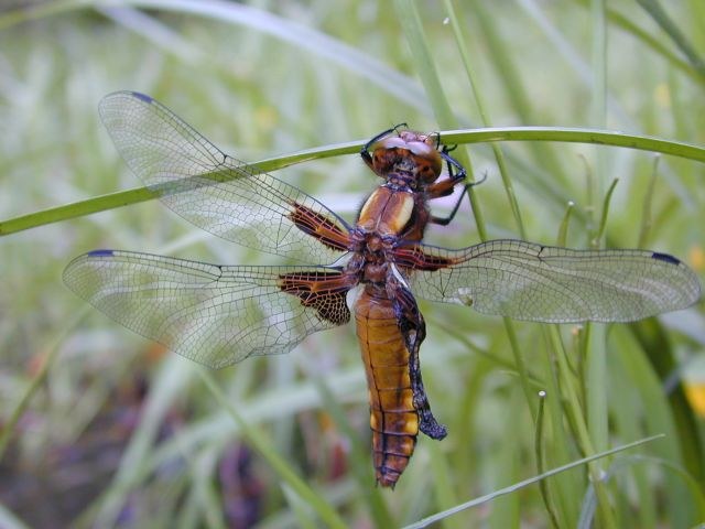 libellula_depressa2.jpg