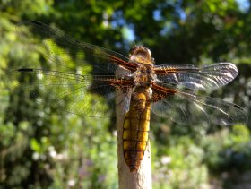 Weibchen des Plattbauchs, einer Großlibelle (Libellula depressa)