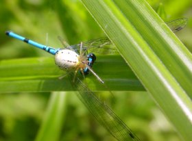 Kleinlibelle von Spinnen gefangen