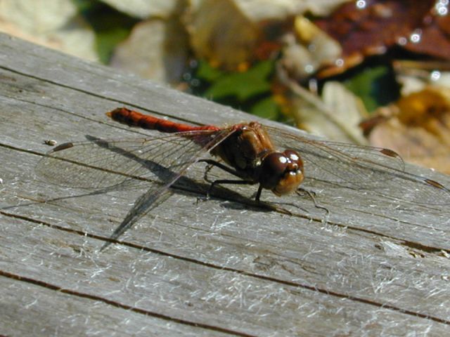sympetrum_flaveolum.jpg