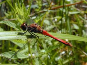 Blutrote Heidelibelle (Sympetrum sanguineum)