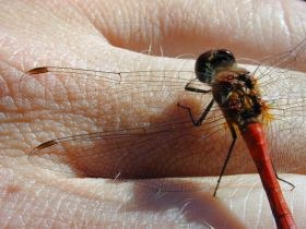 sympetrum_sanguineum3_280.JPG