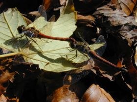 sympetrum_sanguineum5_280.JPG