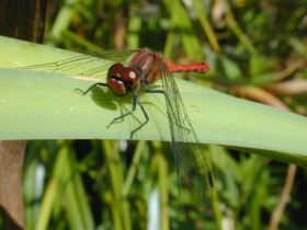 Blutrote Heidelibelle (Sympetrum sanguineum)