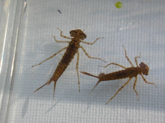 zygoptera_larve.jpg