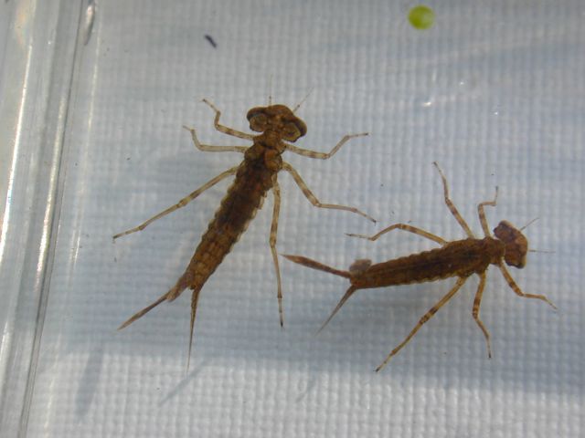 zygoptera_larve.jpg