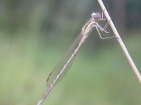 Frischgeschlüpfte Kleinlibelle (Zygoptera), unausgefärbt