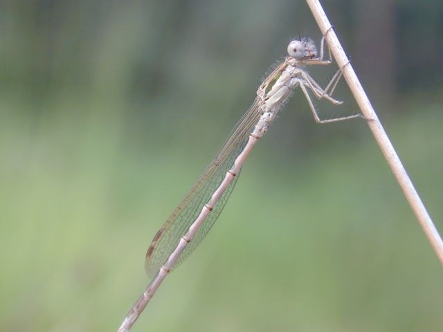 zygoptera_unausgefaerbt_640.JPG
