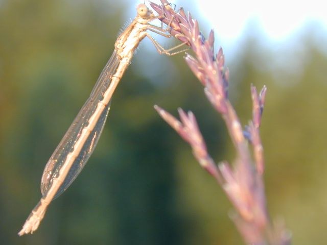 zygoptere.jpg