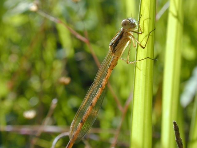 zygoptere1.jpg