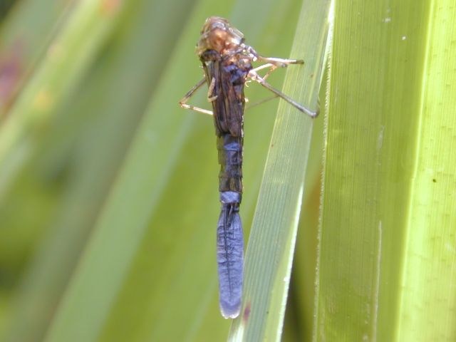 zygoptere_exuvie.jpg