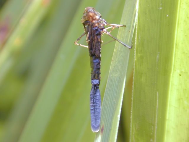 zygoptere_exuvie.jpg