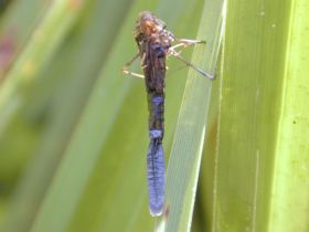 Exuvie einer Kleinlibelle (Zygoptera)