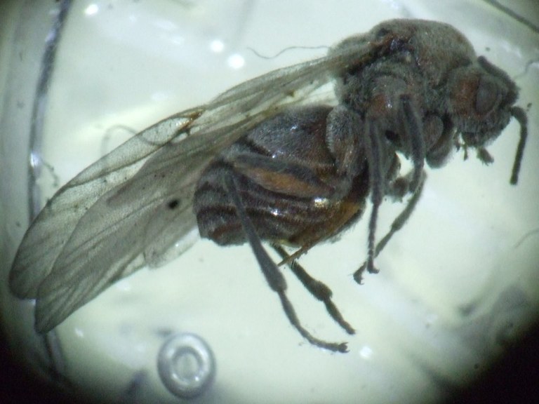 andricus_quercuscalicis_weibchen_1024.jpg