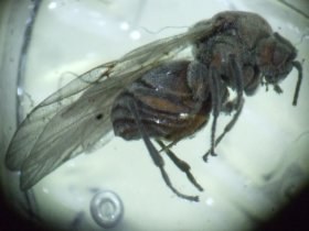 andricus_quercuscalicis_weibchen_280.jpg