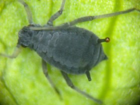 aphididae4_280.jpg