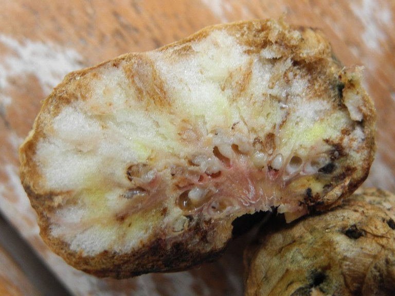biorhiza_pallida11_1024.jpg
