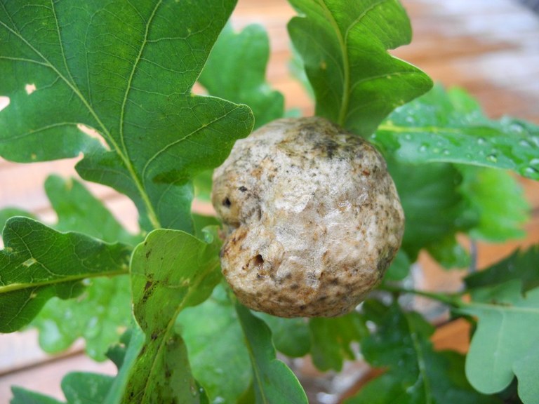 biorhiza_pallida12_1024.jpg