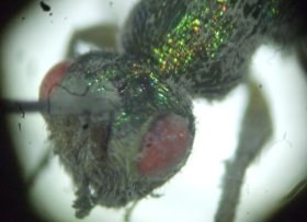 chrysididae2_280.jpg