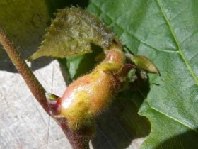 contarinia_tiliarum_tilia_platyphyllos6_280.jpg