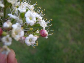 Gallen der Gallmücke Contarinia viburnorum an Schneeball (Viburnum lantana)