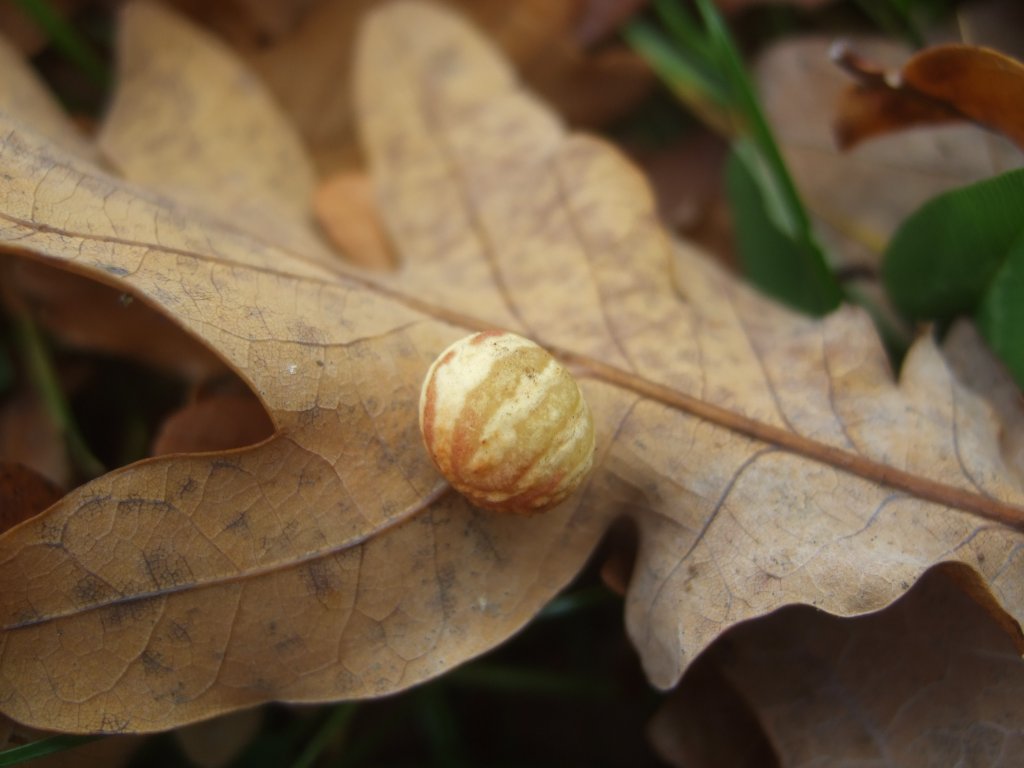 cynips_galle_1024.jpg