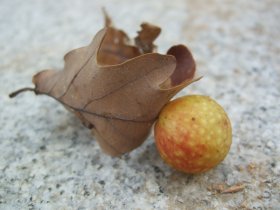 Gallen der Gallwespe Cynips quercusfolii an Eichenblättern