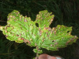 Gallen einer Gallmücke (Dasineura ulmariae) auf Mädesüß (Filipendula ulmaria)