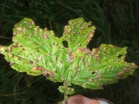 dasineura_ulmariae_280.jpg