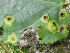 didymomyia_reaumuriana_tilia_280.jpg