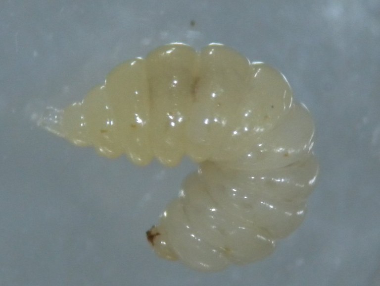 diplolepis_rosae3_1024.jpg