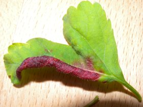 Gallen der Weißdornfaltenlaus, einer Blattlaus, an Weißdorn (Crataegus sp.)