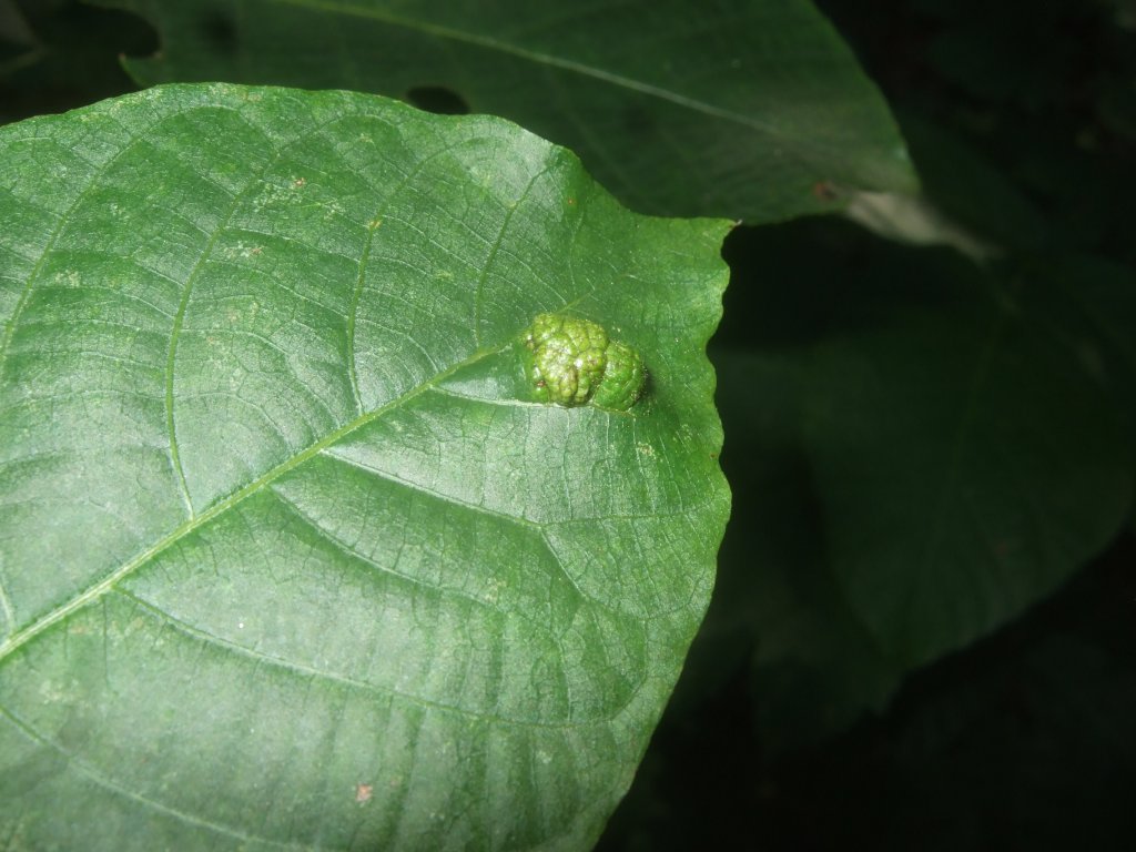 eriophyes_erineus_juglans_regia_1024.jpg