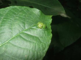 Gallen einer Gallmilbe (Eriophyes erineus) auf Walnuss (Juglans regia)