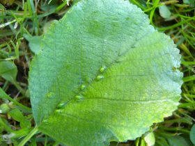 Gallen der Gallmilbe (Eriophyes inangulis) auf Erle (Alnus glutinosa)