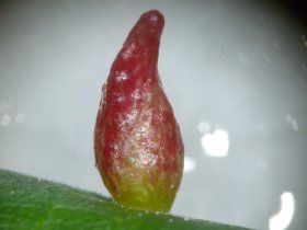 Gallen einer Gallmilbe (Eriophyes tiliae) auf Sommerlinde (Tilia platyphyllos)