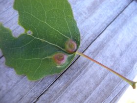 Gallen der Gallmücke Harmandia cavernosa an Zitter-Pappel (Populus tremula)