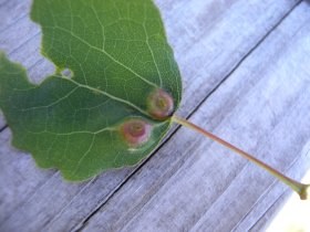 harmandia_cavernosa_populus_tremula2_280.jpg