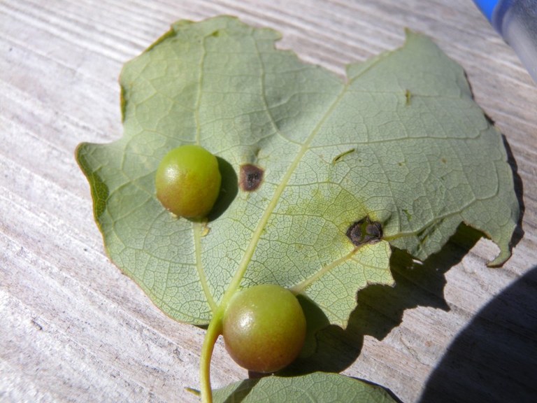 harmandia_cavernosa_populus_tremula_1024.jpg