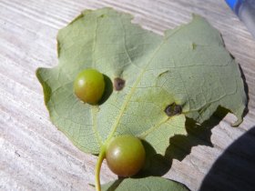 Gallen der Gallmücke Harmandia globuli an Zitter-Pappel (Populus tremula)