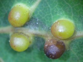 Gallen der Gallmücke Harmandia globuli an Zitter-Pappel (Populus tremula)