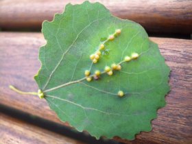 Gallen der Gallmücke Harmandia globuli an Zitter-Pappel (Populus tremula)